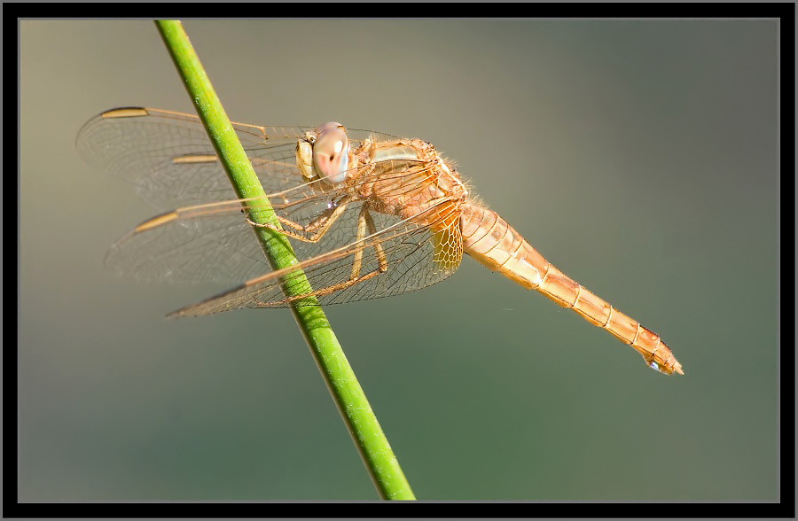 Crocothemis erythraea